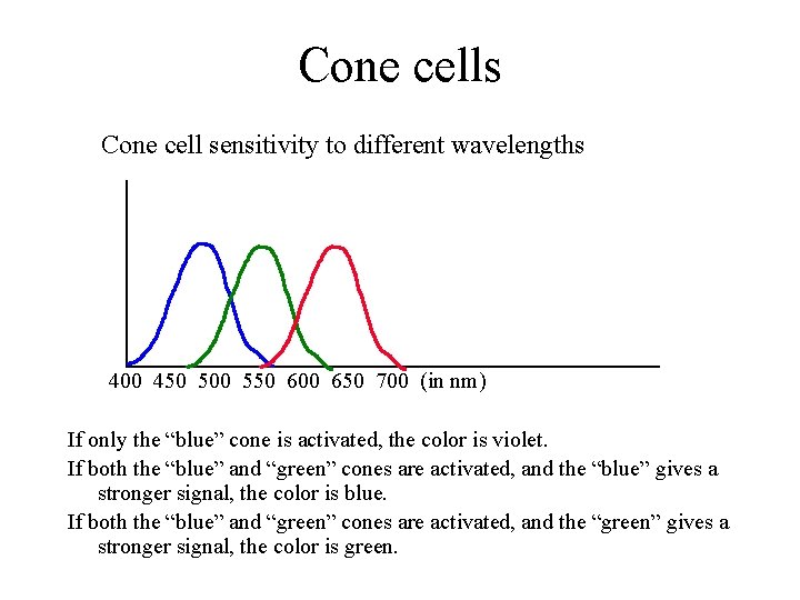 Cone cells Cone cell sensitivity to different wavelengths 400 450 500 550 600 650