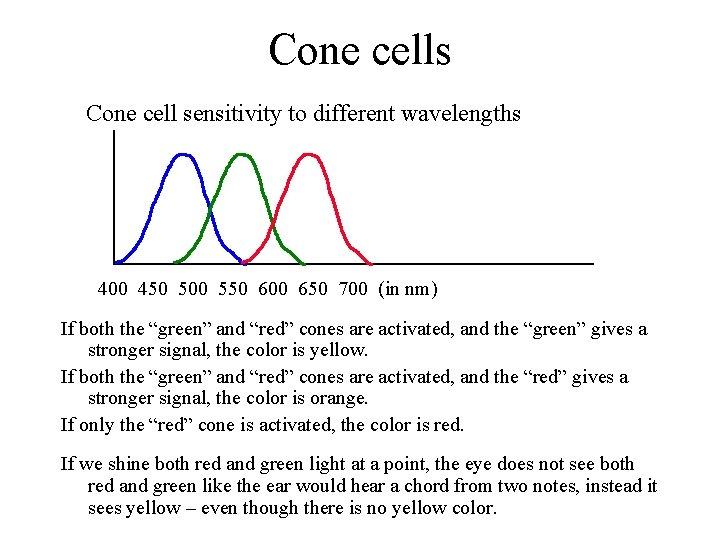 Cone cells Cone cell sensitivity to different wavelengths 400 450 500 550 600 650