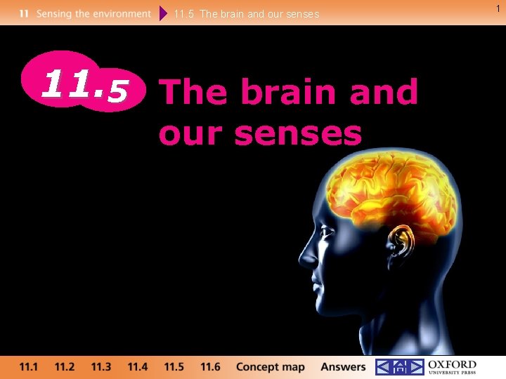 11. 5 The brain and our senses 1 