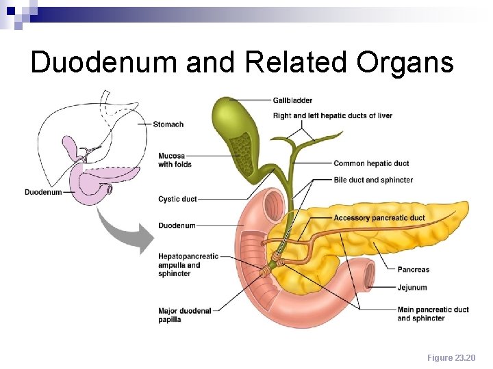 Duodenum and Related Organs Figure 23. 20 