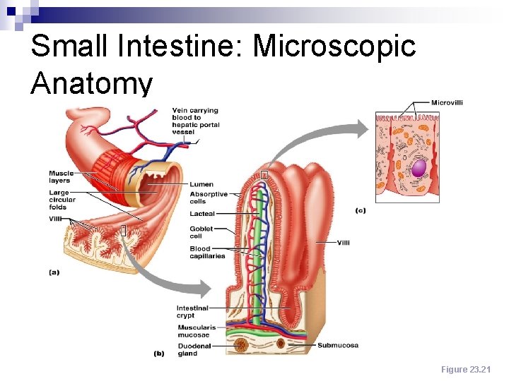 Small Intestine: Microscopic Anatomy Figure 23. 21 