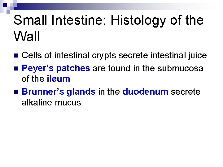 Small Intestine: Histology of the Wall n n n Cells of intestinal crypts secrete