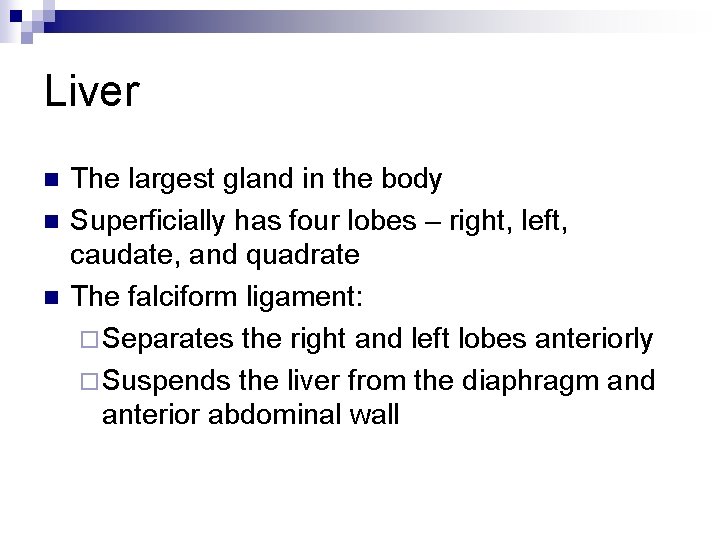 Liver n n n The largest gland in the body Superficially has four lobes