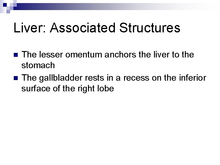 Liver: Associated Structures n n The lesser omentum anchors the liver to the stomach