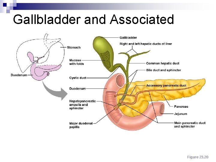 Gallbladder and Associated Ducts Figure 23. 20 