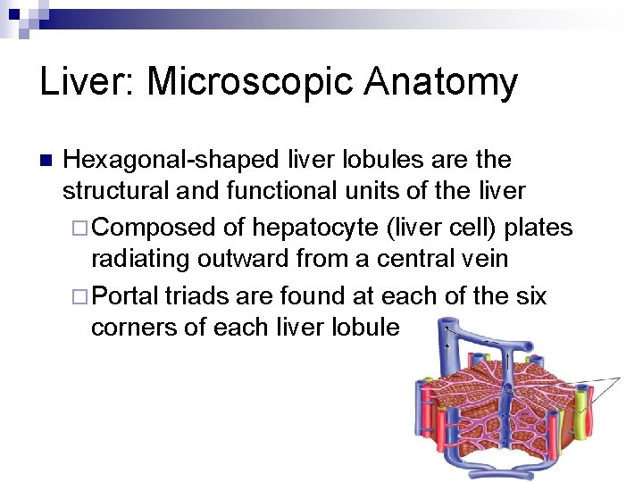 Liver: Microscopic Anatomy n Hexagonal-shaped liver lobules are the structural and functional units of