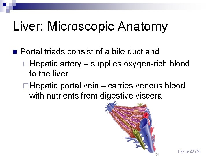 Liver: Microscopic Anatomy n Portal triads consist of a bile duct and ¨ Hepatic