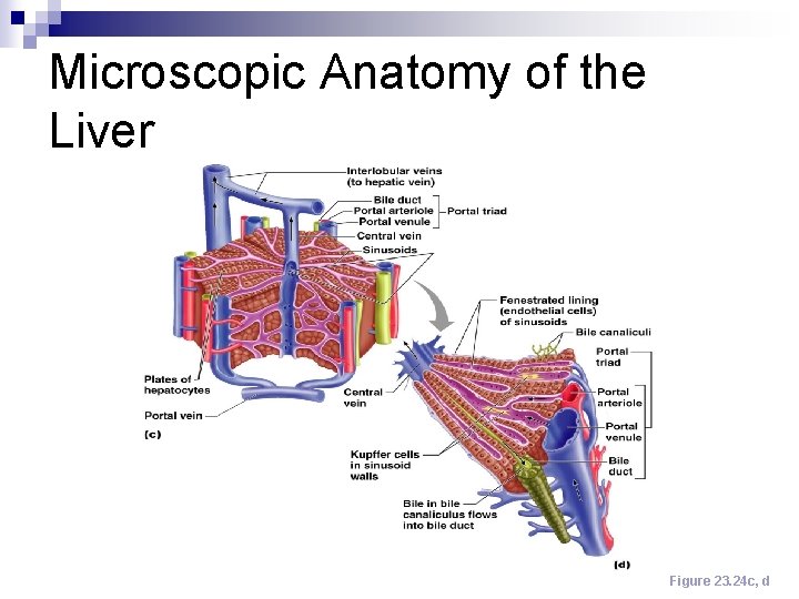 Microscopic Anatomy of the Liver Figure 23. 24 c, d 