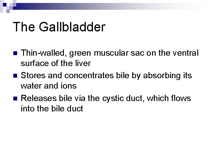 The Gallbladder n n n Thin-walled, green muscular sac on the ventral surface of