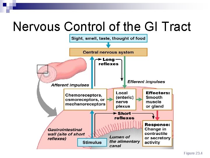 Nervous Control of the GI Tract Figure 23. 4 