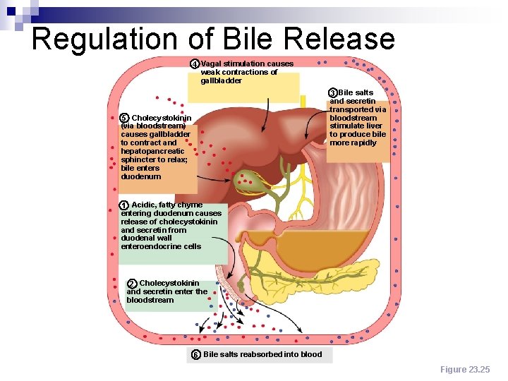 Regulation of Bile Release 4 Vagal stimulation causes weak contractions of gallbladder 3 Bile