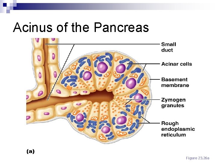 Acinus of the Pancreas Figure 23. 26 a 