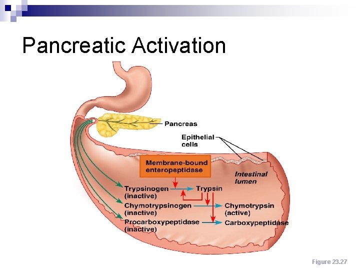 Pancreatic Activation Figure 23. 27 