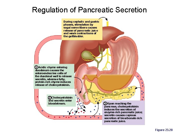 Regulation of Pancreatic Secretion During cephalic and gastric phases, stimulation by vagal nerve fibers