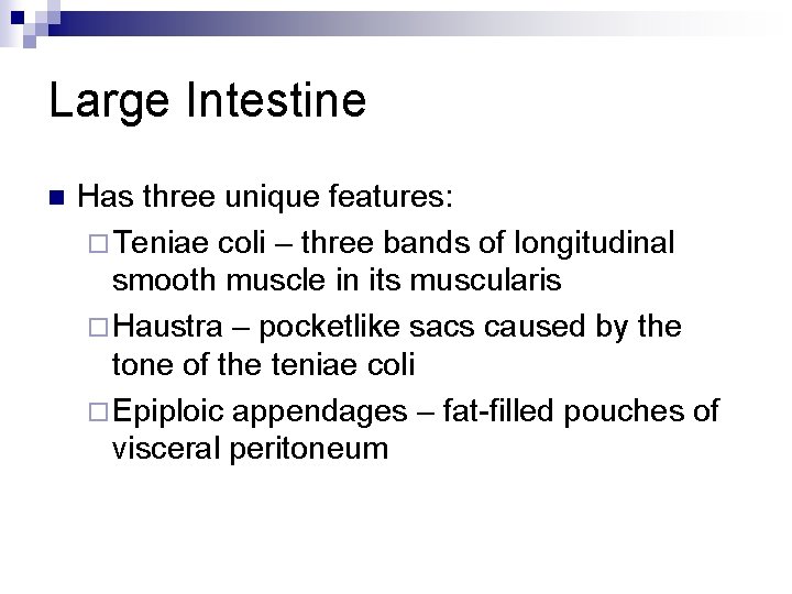 Large Intestine n Has three unique features: ¨ Teniae coli – three bands of