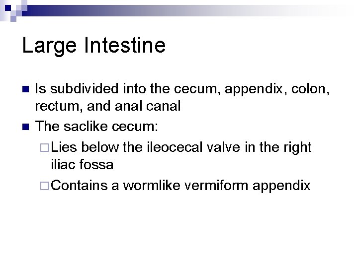 Large Intestine n n Is subdivided into the cecum, appendix, colon, rectum, and anal