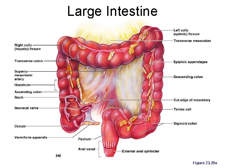 Large Intestine Figure 23. 29 a 