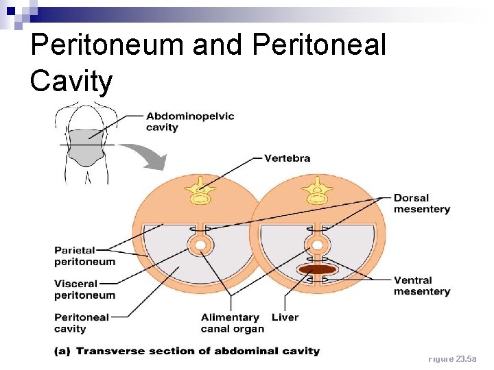 Peritoneum and Peritoneal Cavity Figure 23. 5 a 