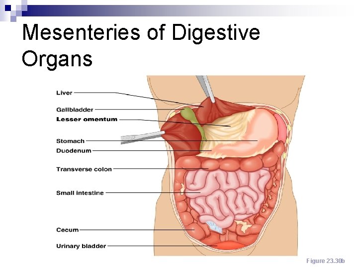 Mesenteries of Digestive Organs Figure 23. 30 b 