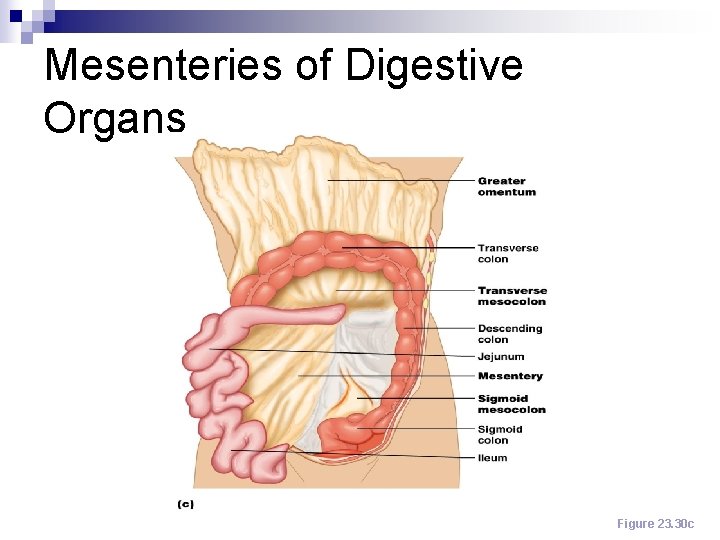 Mesenteries of Digestive Organs Figure 23. 30 c 