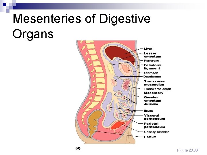 Mesenteries of Digestive Organs Figure 23. 30 d 