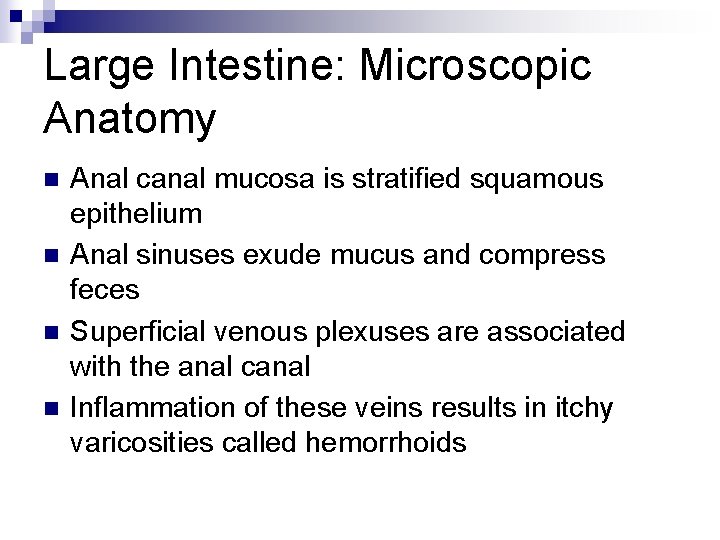 Large Intestine: Microscopic Anatomy n n Anal canal mucosa is stratified squamous epithelium Anal