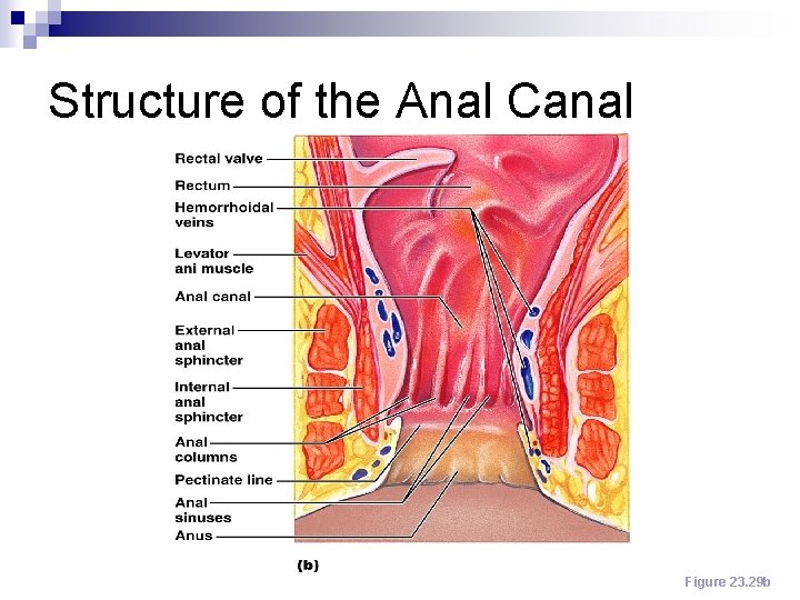 Structure of the Anal Canal Figure 23. 29 b 
