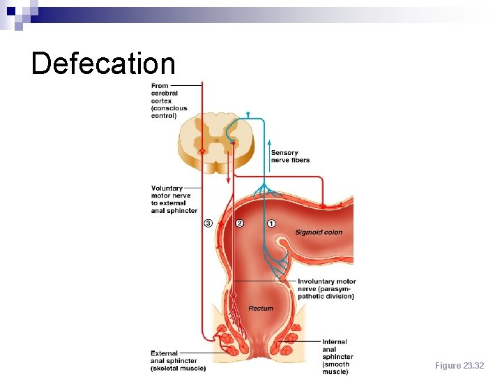 Defecation Figure 23. 32 