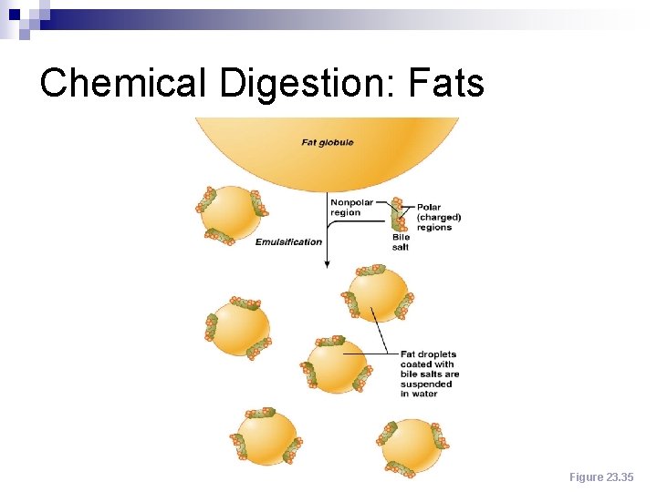 Chemical Digestion: Fats Figure 23. 35 