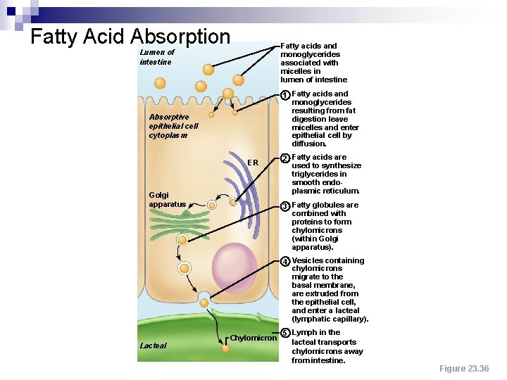 Fatty Acid Absorption Fatty acids and monoglycerides associated with micelles in lumen of intestine