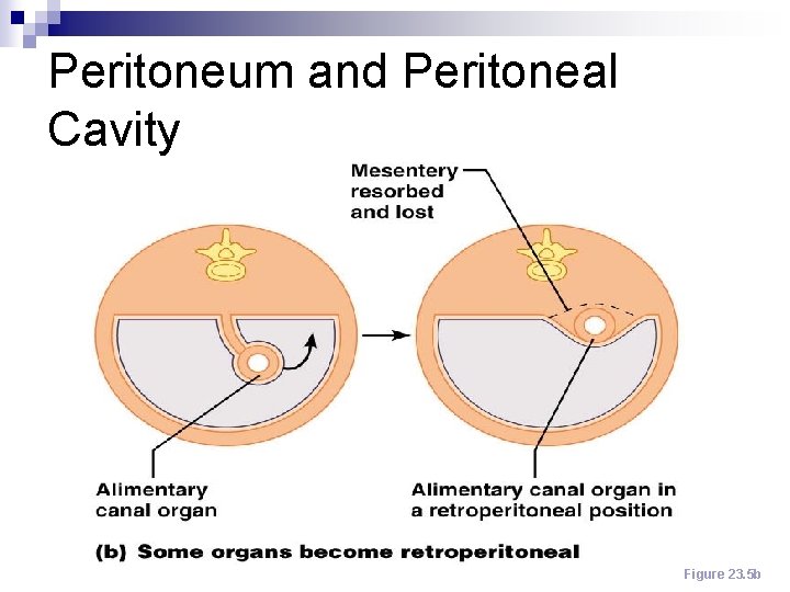 Peritoneum and Peritoneal Cavity Figure 23. 5 b 