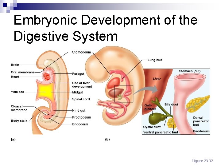 Embryonic Development of the Digestive System Figure 23. 37 