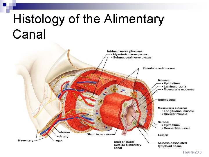 Histology of the Alimentary Canal Figure 23. 6 