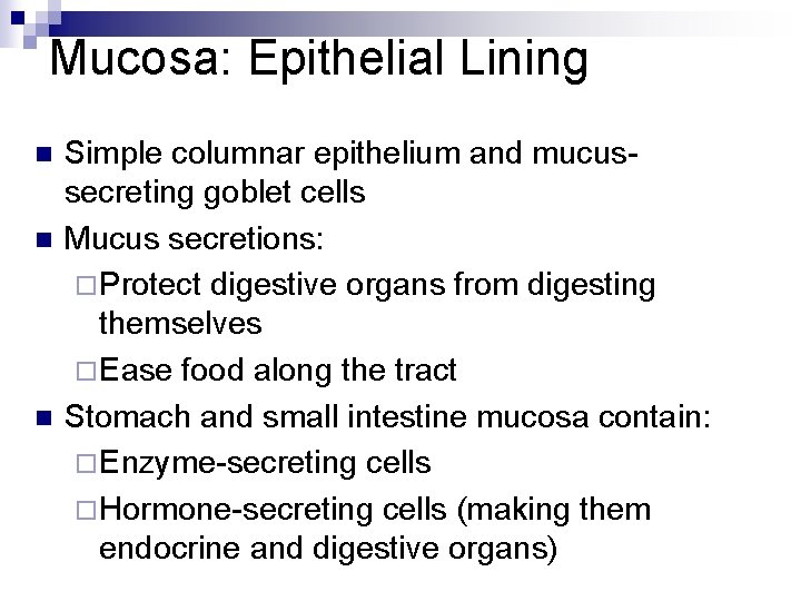 Mucosa: Epithelial Lining n n n Simple columnar epithelium and mucussecreting goblet cells Mucus