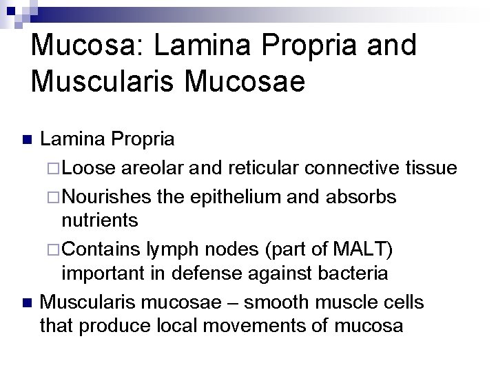 Mucosa: Lamina Propria and Muscularis Mucosae n n Lamina Propria ¨ Loose areolar and