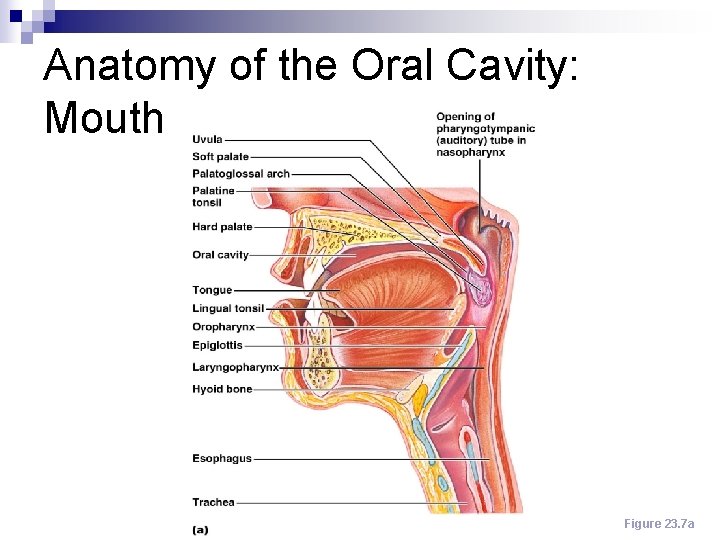 Anatomy of the Oral Cavity: Mouth Figure 23. 7 a 