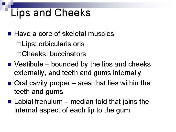 Lips and Cheeks n n Have a core of skeletal muscles ¨ Lips: orbicularis