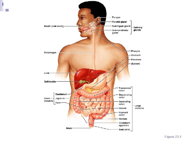 Figure 23. 1 