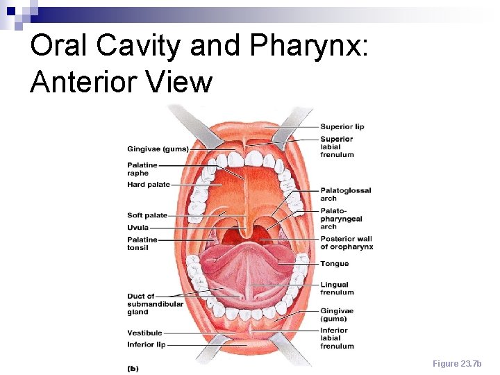 Oral Cavity and Pharynx: Anterior View Figure 23. 7 b 