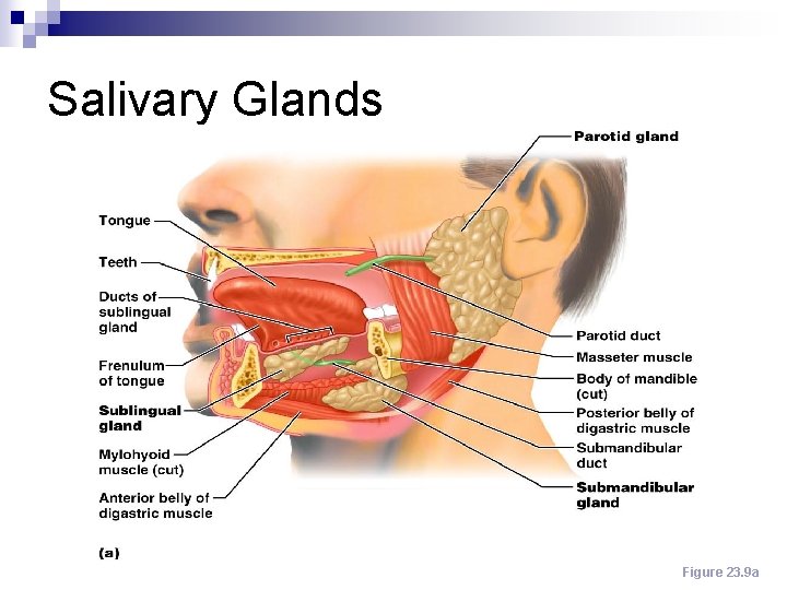 Salivary Glands Figure 23. 9 a 