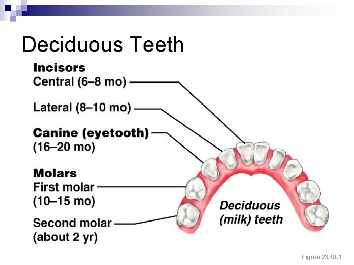 Deciduous Teeth Figure 23. 10. 1 