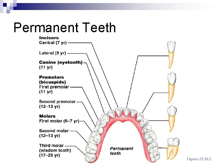 Permanent Teeth Figure 23. 10. 2 