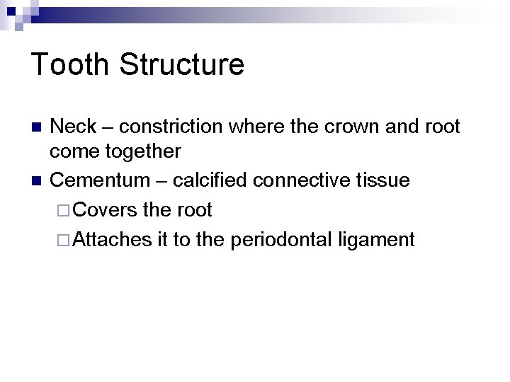 Tooth Structure n n Neck – constriction where the crown and root come together