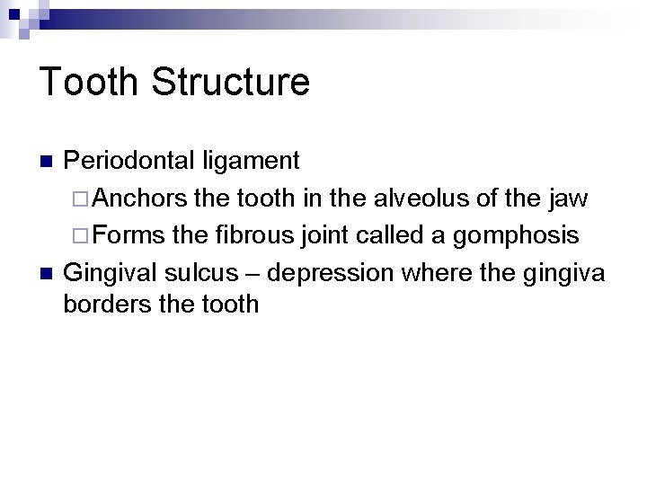 Tooth Structure n n Periodontal ligament ¨ Anchors the tooth in the alveolus of
