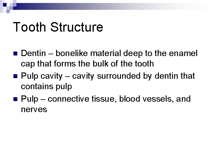Tooth Structure n n n Dentin – bonelike material deep to the enamel cap
