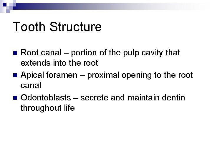 Tooth Structure n n n Root canal – portion of the pulp cavity that