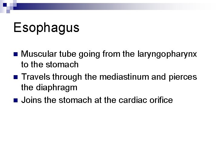 Esophagus n n n Muscular tube going from the laryngopharynx to the stomach Travels
