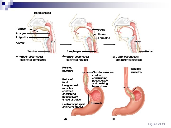 Bolus of food Tongue Uvula Pharynx Epiglottis Bolus Epiglottis Glottis Esophagus Trachea (a) Upper