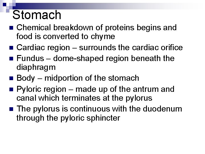 Stomach n n n Chemical breakdown of proteins begins and food is converted to