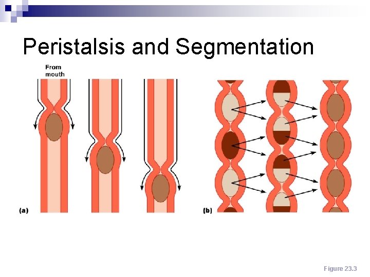 Peristalsis and Segmentation Figure 23. 3 